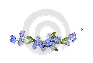Beautiful blue flowers forget-me-nots  scorpion grasses  on a white background with space for text. Top view, flat lay