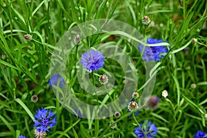 Beautiful blue flowers in the garden. Cornflower, Centaurea cyanus, Asteraceae. Cornflower grass or bachelor flower in the garden