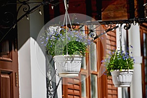 Beautiful blue flowers in a hanging planter. Decorative white pots with blue flowers in summer photo