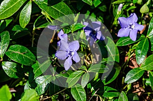 Beautiful blue flowers of Lesser periwinkle in garden