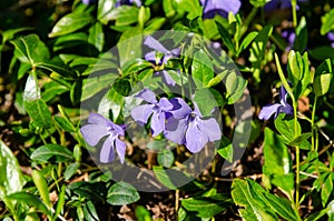 Beautiful blue flowers of Lesser periwinkle in garden