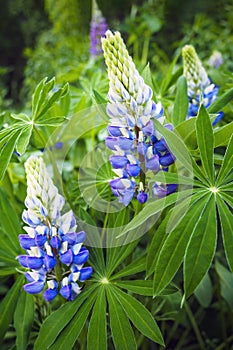 Beautiful blue flowers of Lupinus Polyphyllus and green leaves