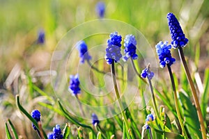 Beautiful blue flowers