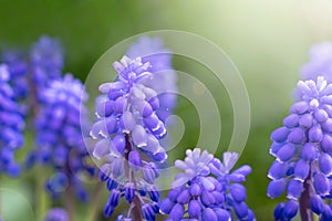 Beautiful blue flowers. Natural background. Close-up. Selective focus