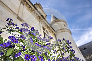 Beautiful blue flowers with a renaissance castle on the background. Loire valley, France