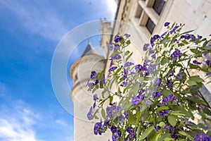 Beautiful blue flowers with a renaissance castle on the background. Loire valley, France