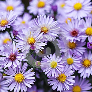 Beautiful blue flowers Sapphire Mist.Aster dumosus in autumn garden photo