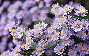 Beautiful blue flowers Sapphire Mist.Aster dumosus in autumn garden