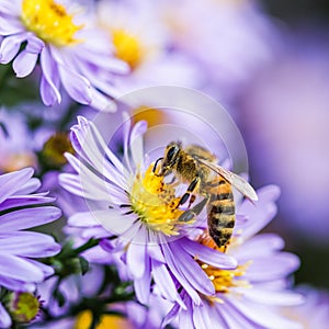 Beautiful blue flowers Sapphire Mist.Aster dumosus with a bee in autumn garden