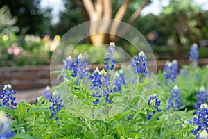 Beautiful blue flowers with white tips fill a flower bed