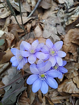 beautiful blue flowers ðŸ˜Š