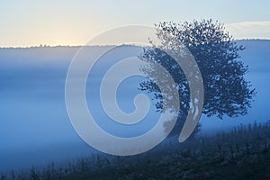 Beautiful blue fog in the morning. Foggy view with trees. Hills of the Beskids, Poland