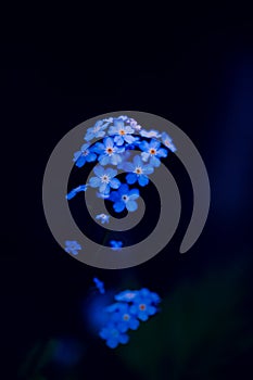 The beautiful blue forget-me-not flowers blooming in the semi-darkness of a summer night. The nature, beauty and the mystery of