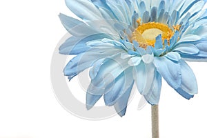 Beautiful blue gerbera daisy isolated on white