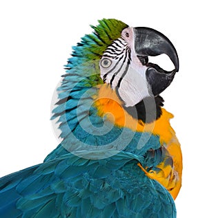 Beautiful Blue and Gold Macaw