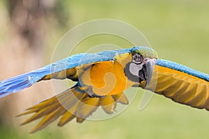 Beautiful blue and gold Macaw parrot bird flying