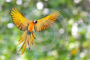 Beautiful Blue and gold macaw parrot flying on green nature background.