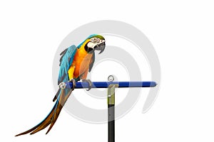 Beautiful of Blue and gold macaw parrot isolated on a white background.