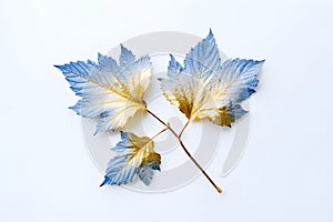 Beautiful blue and golden Shiso Leaf in Watercolor Painting