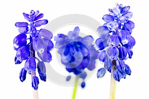 Beautiful blue grape hyacinth flower isolated