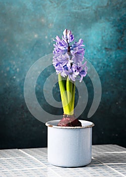 Beautiful blue grape hyacinthine flower and in an old vintage enamel cup.