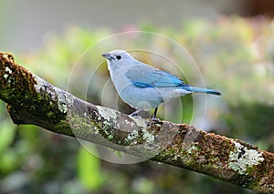 Blue-gray Tanager Thraupis episcopus perched on a tree branch photo