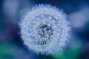Beautiful blue and green abstract dandelion