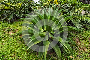 The beautiful blue-green of an agave cactus