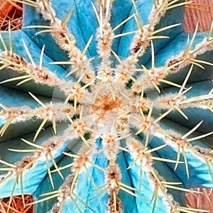 Beautiful blue-green color cactus. View from top.