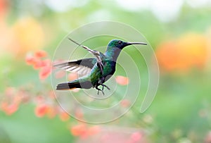 Beautiful blue and green glittering hummingbird flying
