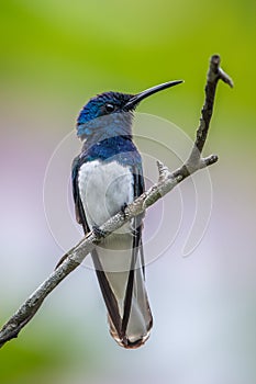 beautiful blue green hummingbird