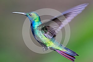 Beautiful blue green hummingbird