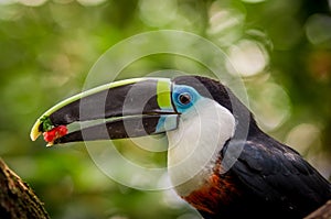 Beautiful blue green red white black toucan bird