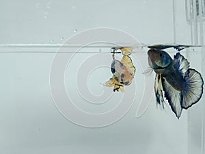 Beautiful blue halfmoon and golden yellow betta fish with fluffy fins isolated.