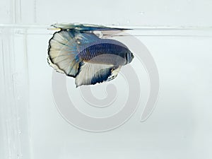 Beautiful blue halfmoon and golden yellow fancy betta fish with fluffy fins isolated.