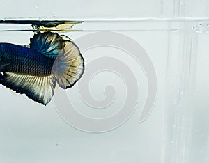 Beautiful blue halfmoon and golden yellow fancy betta fish with fluffy fins isolated.