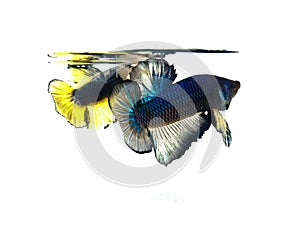 Beautiful blue halfmoon and golden yellow fancy betta fish with fluffy fins isolated.