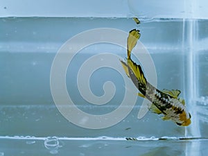 Beautiful blue halfmoon and golden yellow fancy betta fish with fluffy fins isolated.