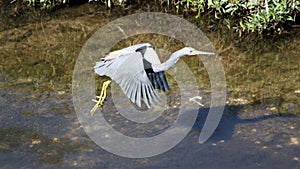 Beautiful Blue Heron Egretta caerulea in Flight