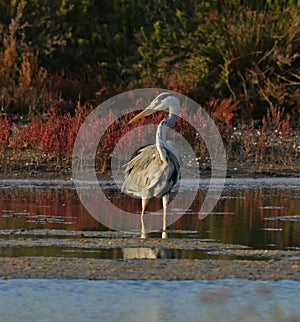 Beautiful blue heron fishing at sunset