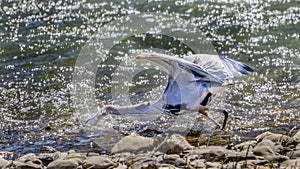 A beautiful blue heron male is thrusting his head under water aimed at a fish in the Roanoke River in Roanoke Virginia