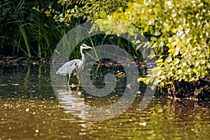 Beautiful blue heron standing in a tranquil pond, surrounded by lush greenery