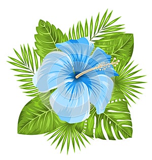 Beautiful Blue Hibiscus Flowers Blossom and Tropical Leaves