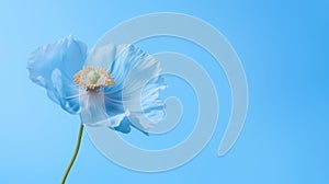 a beautiful blue himalayan poppy flower isolated on blue background with copy-space photo