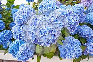 Beautiful blue hortensia blossom