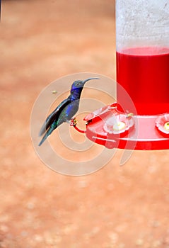 A beautiful blue hummingbird sits at a feeder to eat and get nectar before flying away.