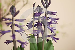 Beautiful blue hyacinth flowers on light blurred background. Hyacinthus is a small genus of bulbous, fragrant flowering plants.