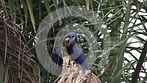 beautiful blue hyacinth macaw Anodorhynchus hyacinthinus