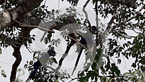 beautiful blue hyacinth macaw Anodorhynchus hyacinthinus