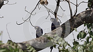 beautiful blue hyacinth macaw Anodorhynchus hyacinthinus